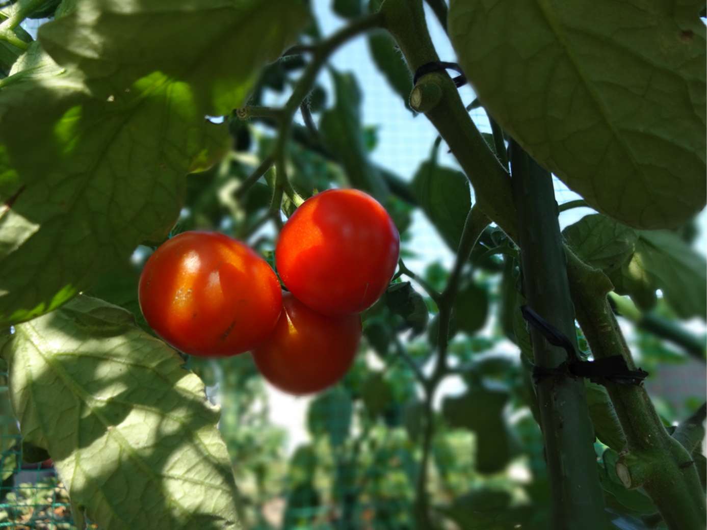 ノウズファーム